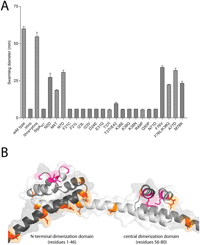 StpA mutants that partially restore the motility phenotype in <i>hns</i> mutants cluster in regions.