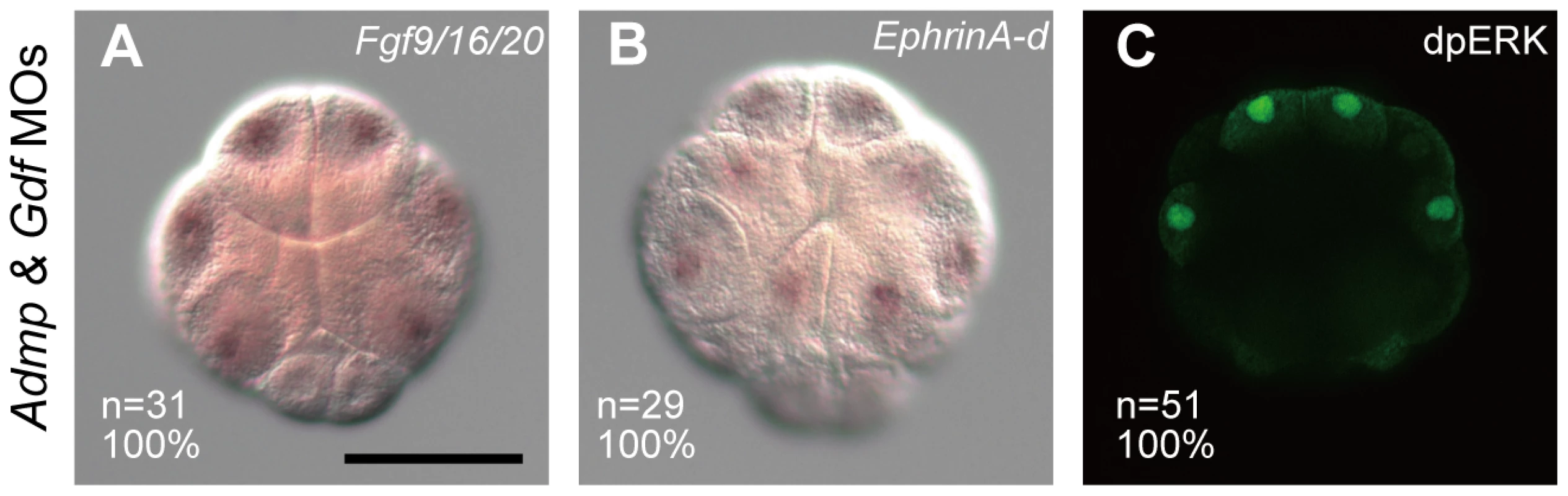Admp and Gdf1/3-like do not affect FGF/ERK signaling.