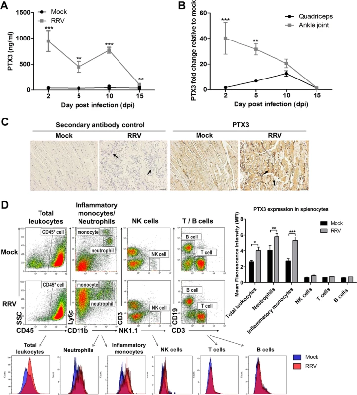 PTX3 expression is up-regulated following RRV infection in murine model.