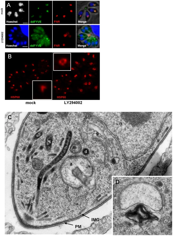 The PI3-kinase inhibitor LY294002 interferes with apicoplast biogenesis.