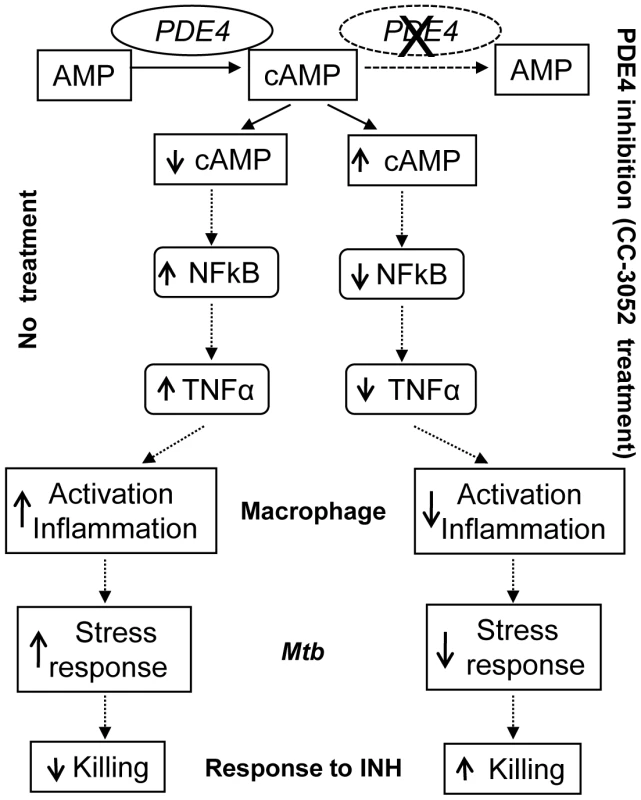 Schematic representation of the mechanism by which CC-3052 treatment affects macrophage activation and improve INH-mediated <i>Mtb</i> killing in the lungs of infected rabbits.