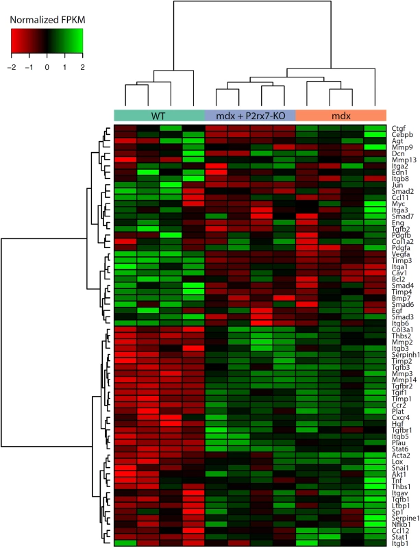 Expression of genes associated with fibrosis as measured by RNA-Seq.