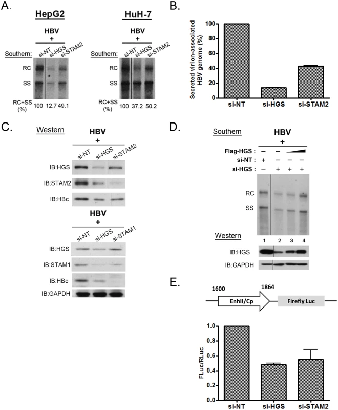 Knockdown of HGS destabilized ESCRT-0 complex and inhibited core protein expression and HBV replication.