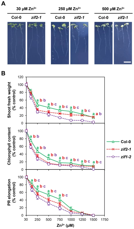 An <i>Arabidopsis ZIF2</i> loss-of-function mutant is hypersensitive to Zn toxicity.