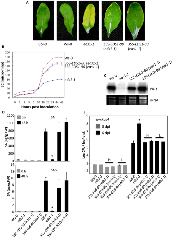 The <i>EDS1-80</i> or <i>EDS1-90</i> genes complement the compromised defense phenotypes in <i>eds1-1</i> plants.