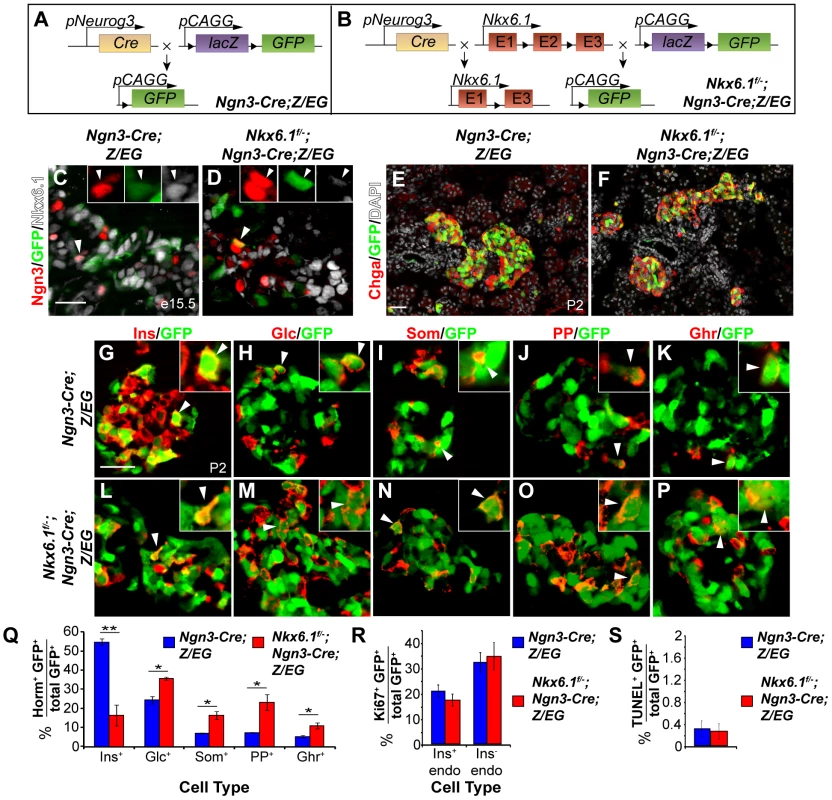 <i>Nkx6.1</i> is required for beta cell specification downstream of Ngn3.