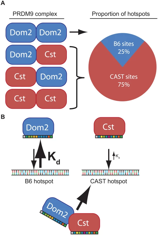 Model of PRDM9 dimerization explains allelic competition and recombination in heterozygotes.