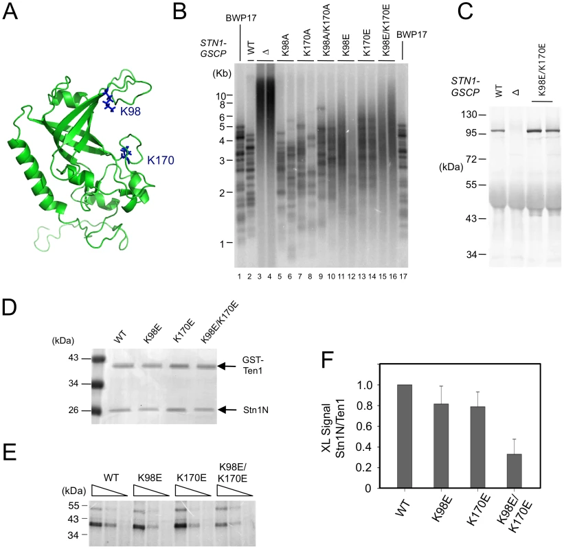 The effects of <i>C. albicans</i> Stn1 mutations on telomere lengths and Stn1–DNA crosslinking.