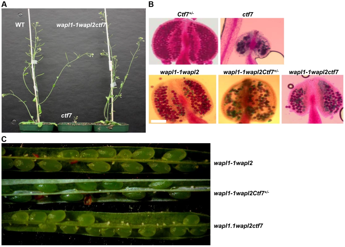 Inactivation of <i>AtWAPL</i> rescues <i>Atctf7</i> mutants.