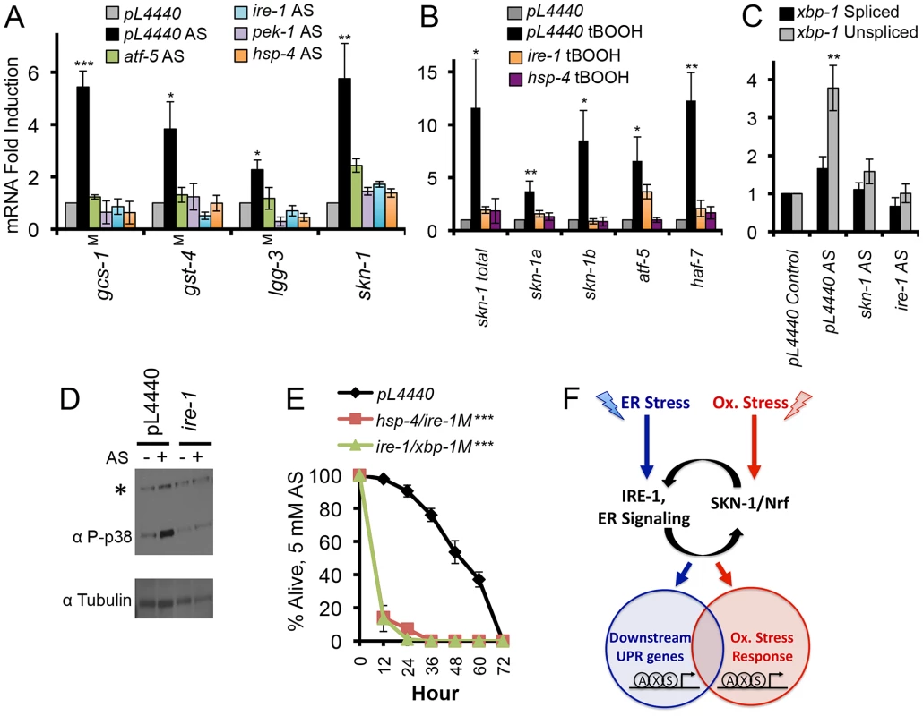 Dependence of oxidative stress responses on UPR components.