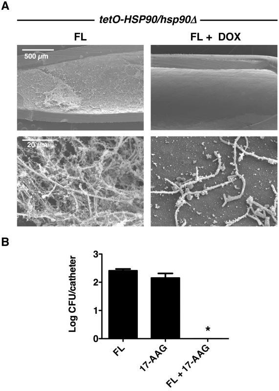 Compromise of Hsp90 function genetically or pharmacologically enhances the efficacy of fluconazole in vivo.