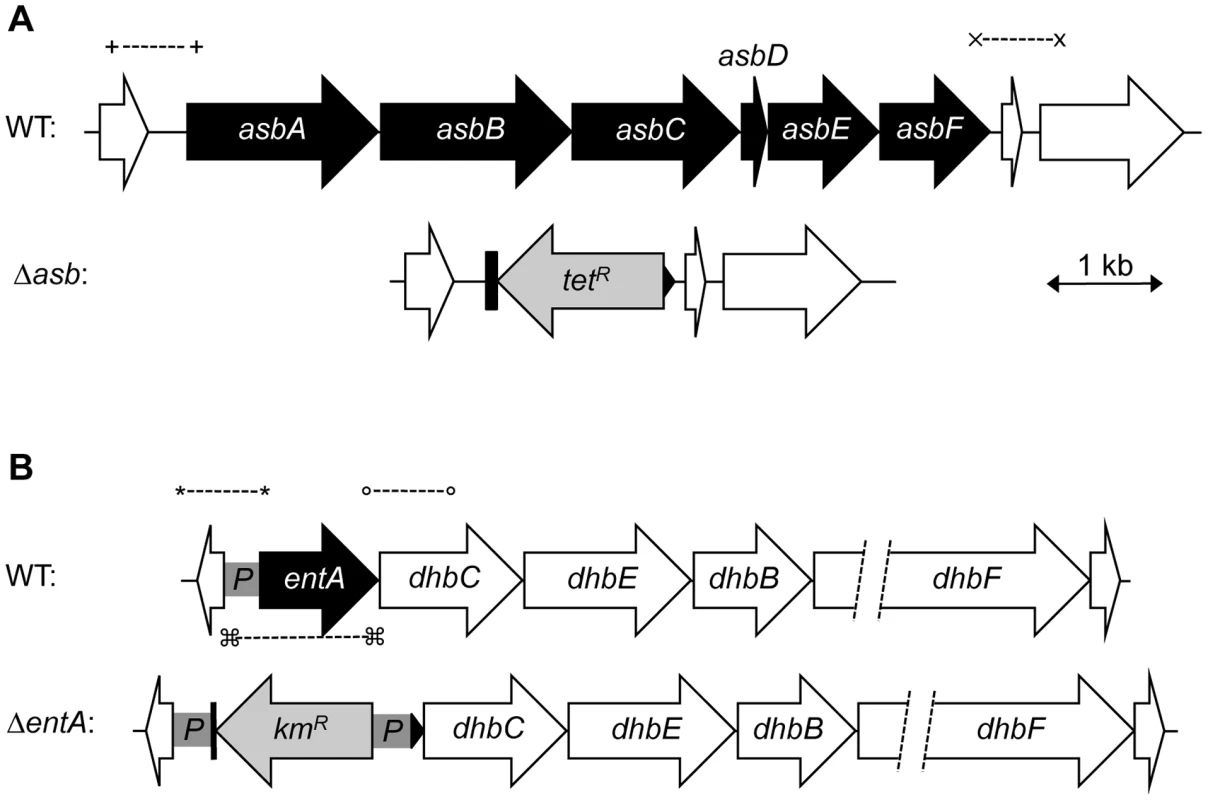 Construction of <i>B. cereus</i> siderophore mutants.