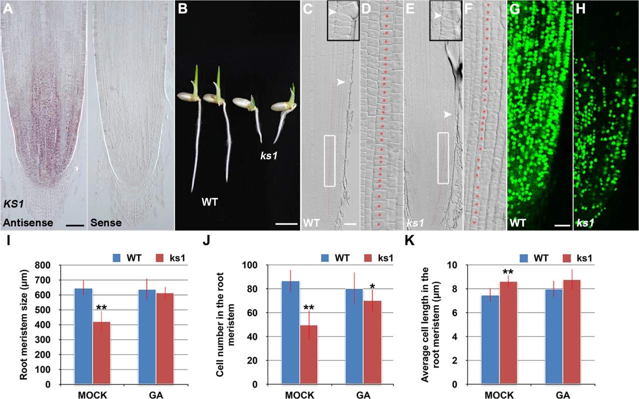 <i>KS1</i> is expressed in the root tip and has a role in GA-mediated elongation and proliferation of root meristem cells.