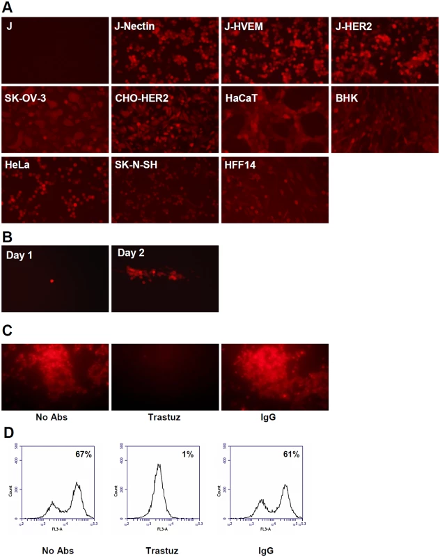 R-VG803 infects cells that express HER2 as the sole receptor (J-HER2 cells) in a HER2-dependent manner, and progeny virus spreads in these cells.