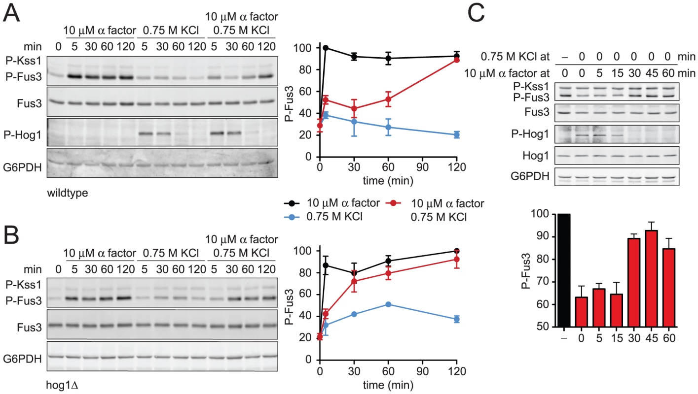 Hyperosmotic stress dampens Fus3 activation in a Hog1-dependent manner.