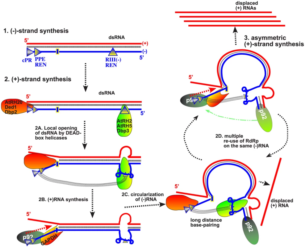Model on the roles of co-opted cellular helicases in asymmetrical replication of tombusviruses.