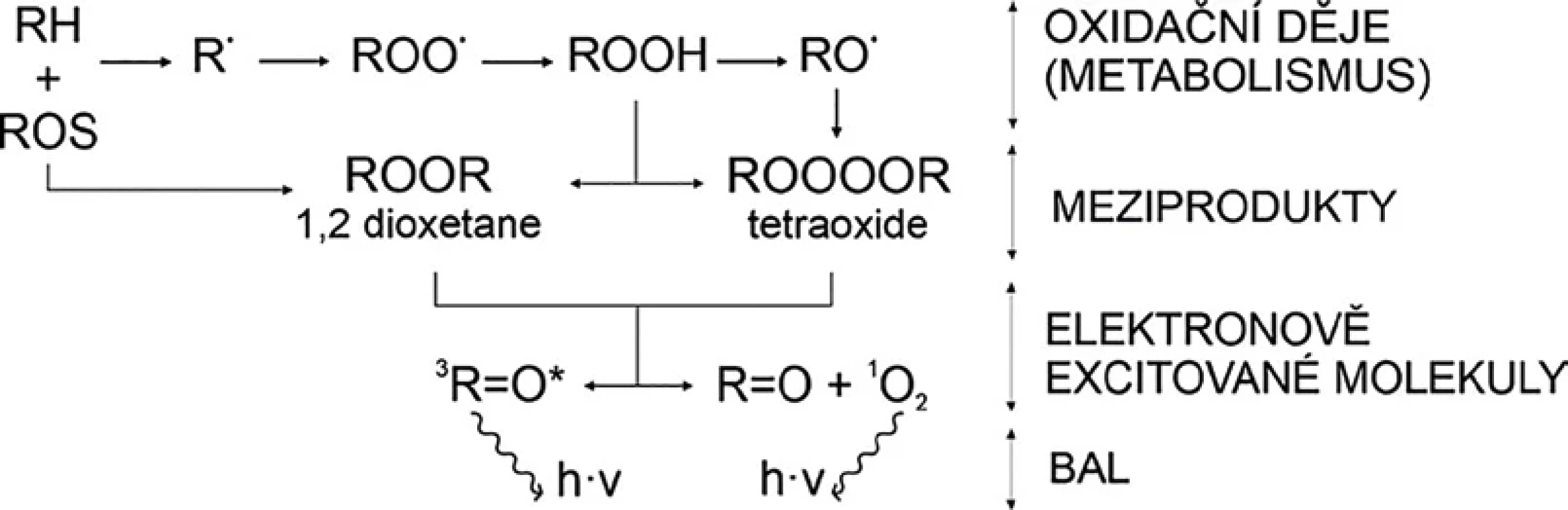 Generování BAL v důsledku buněčných oxidačních procesů: Biomolekula (RH) reaguje s hydroxylovým radikálem (HO•) nebo singletovým kyslíkem (¹O2), což spouští řetězec oxidačních reakcí vedoucí k produkci různých radikálů (R•, RO•, ROO•) či hydroperoxidu (ROOH). Jejich další interakce může vést ke vzniku meziproduktů, jako jsou dioxetany (ROOR) nebo tetraoxidy (ROOOOR). Jejich dekompozicí pak mohou následně vznikat elektronově excitované molekuly, tripletně excitovaný karbonyl (³R=O*) nebo singletový kyslík. Tyto excitované molekuly mohou při návratu do základního stavu vyzářit přebytečnou energii ve formě fotonu (h·v) [3].