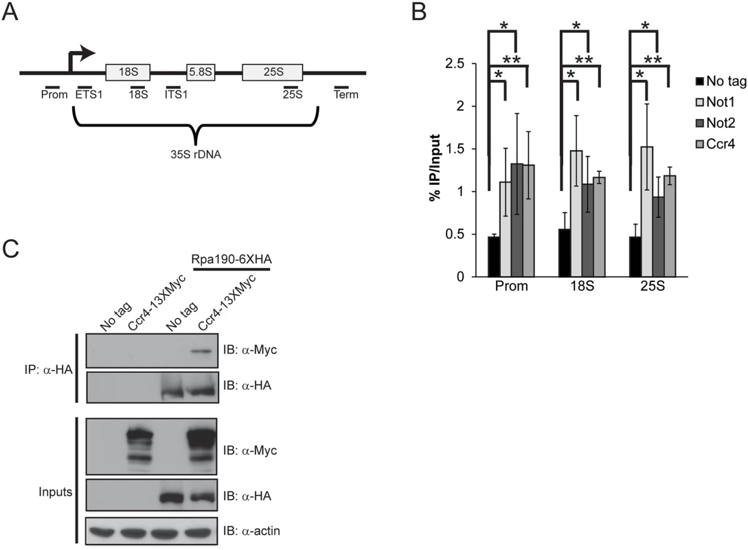 Ccr4-Not binds the rDNA and interacts with RNA Pol I.