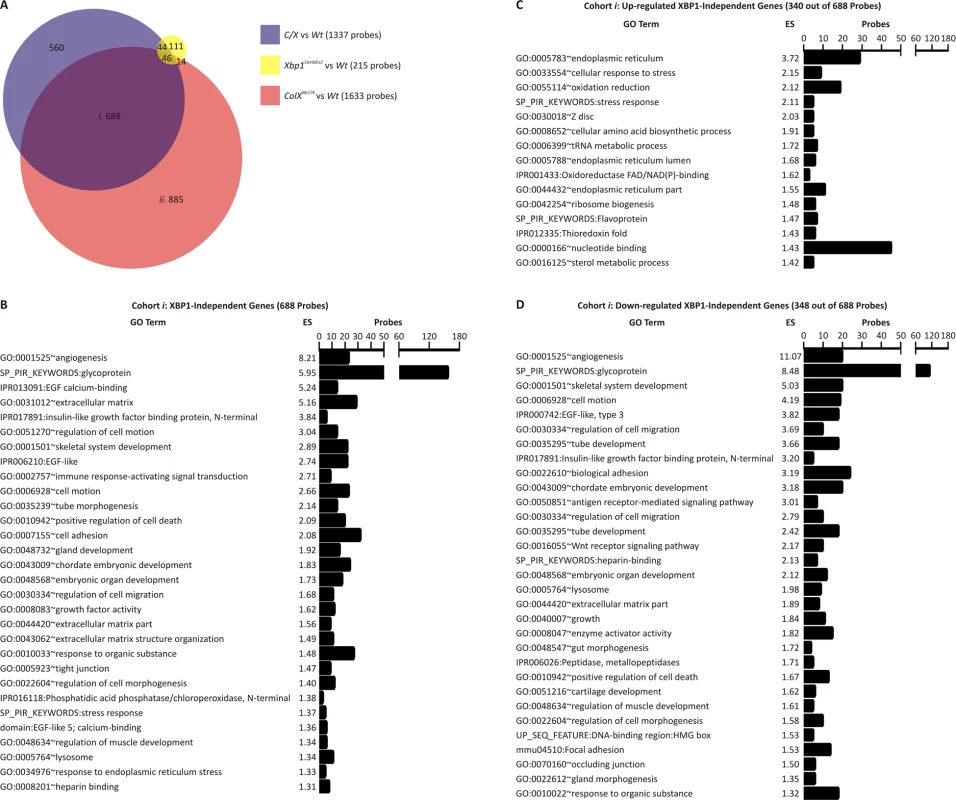 Microarray analysis of mutant and wildtype hypertrophic zones.