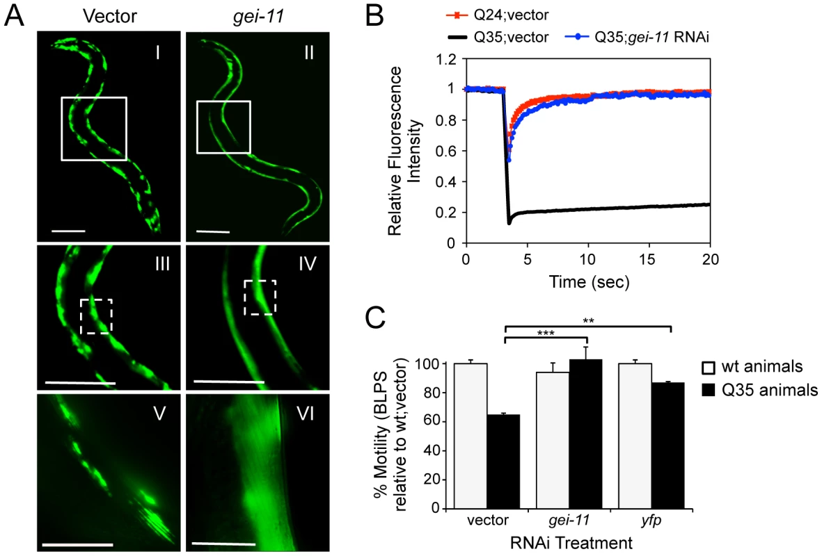 Knockdown of <i>gei-11</i> suppresses polyQ aggregation and toxicity.