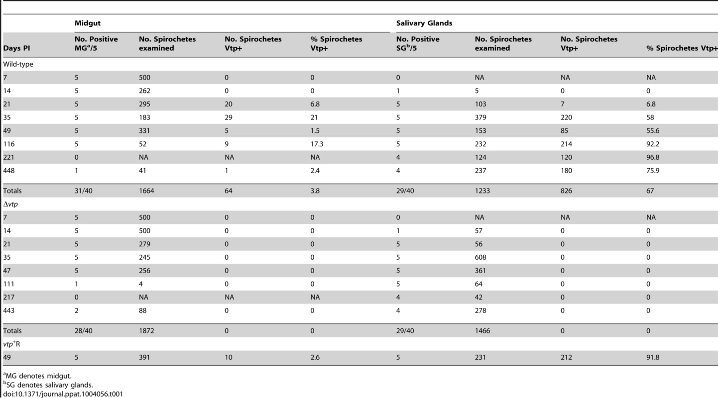 Percent <i>Borrelia hermsii</i> Vtp+ in tick midgut and salivary glands.