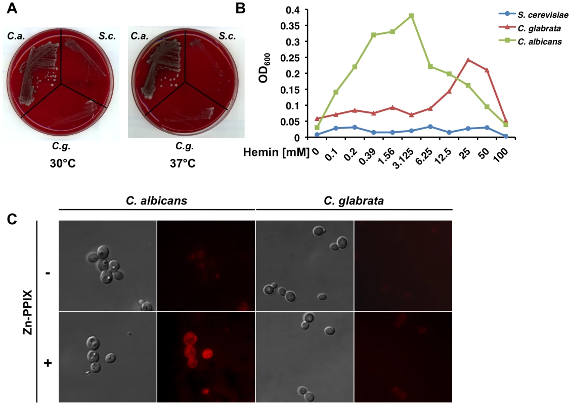Heme is an inefficient source of Fe for <i>C. Glabrata</i>.