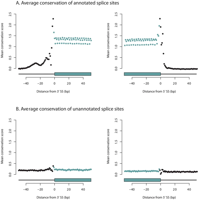 Unannotated splice junctions show little evidence of evolutionary conservation.