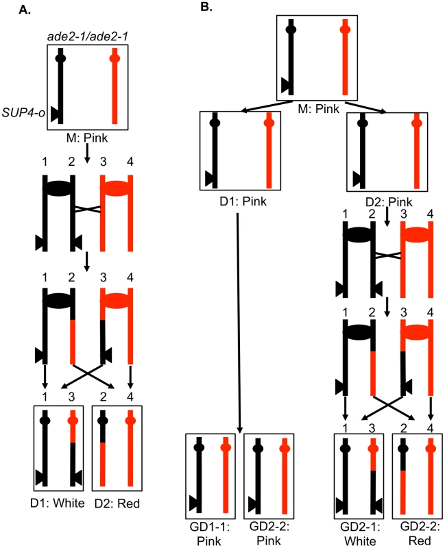 A system for detecting mitotic crossovers by a colony sectoring assay.