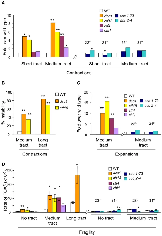 Contraction, expansion, and fragility phenotypes of SCC mutants.