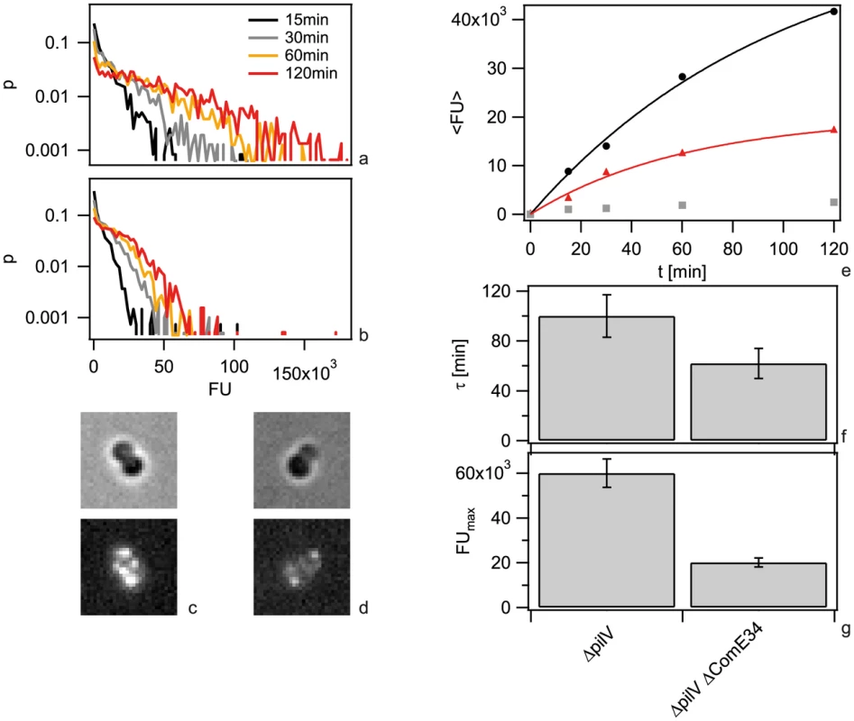 Dynamics of 3-DNA import depends on ComE.