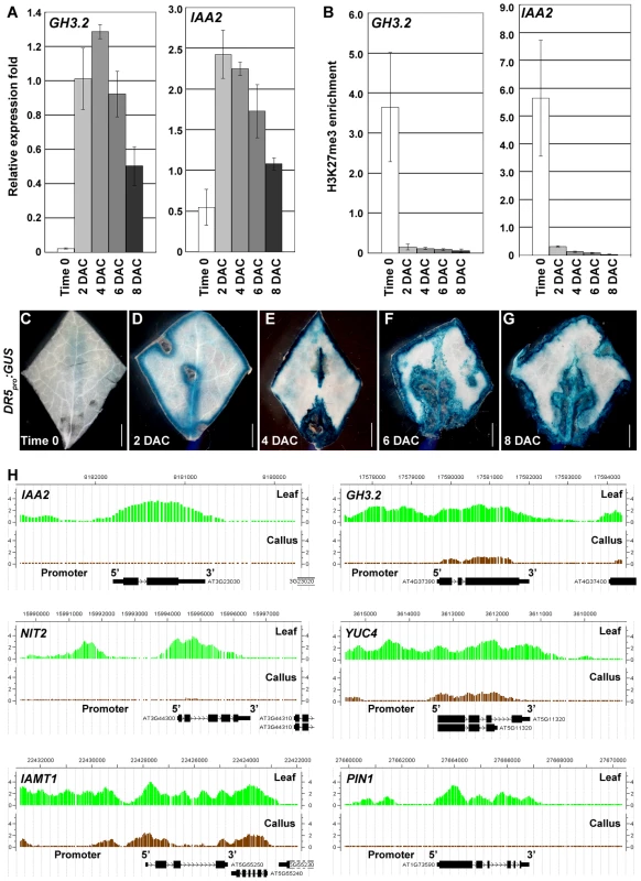 H3K27me3 hypomethylations at the auxin-pathway genes in the pre-2 DAC stage.