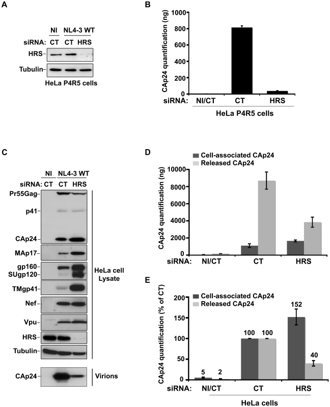 Depletion of HRS reduces the release of HIV-1 particles from infected cells.
