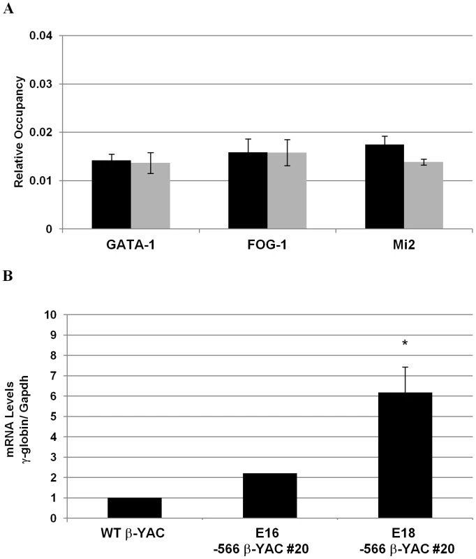 Disruption of the γ-globin silencing in the −566 <sup>A</sup>γ-globin HPFH β-YAC transgenic mice.