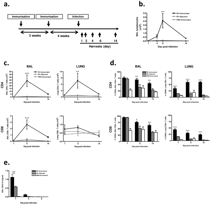 Immunization enhances airway lymphocyte responses to heterologous RV infection.