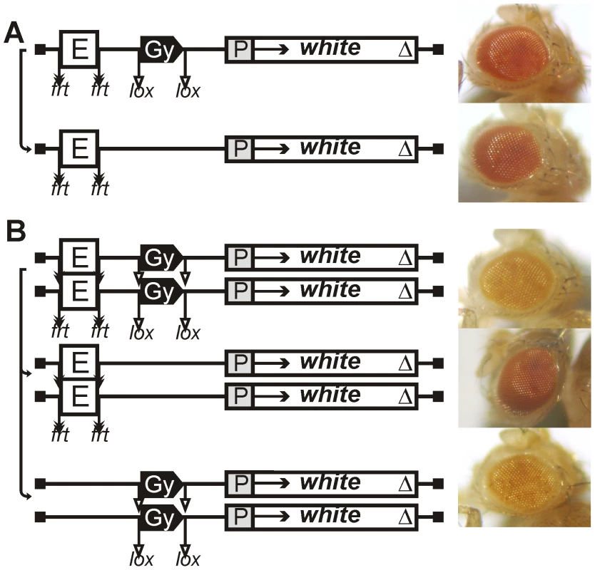 Eye phenotypes in flies from the transgenic line with the <i>gypsy</i> insulator in one copy.