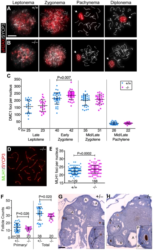 <i>Baz1a</i> mutants can repair meiotic DSBs.