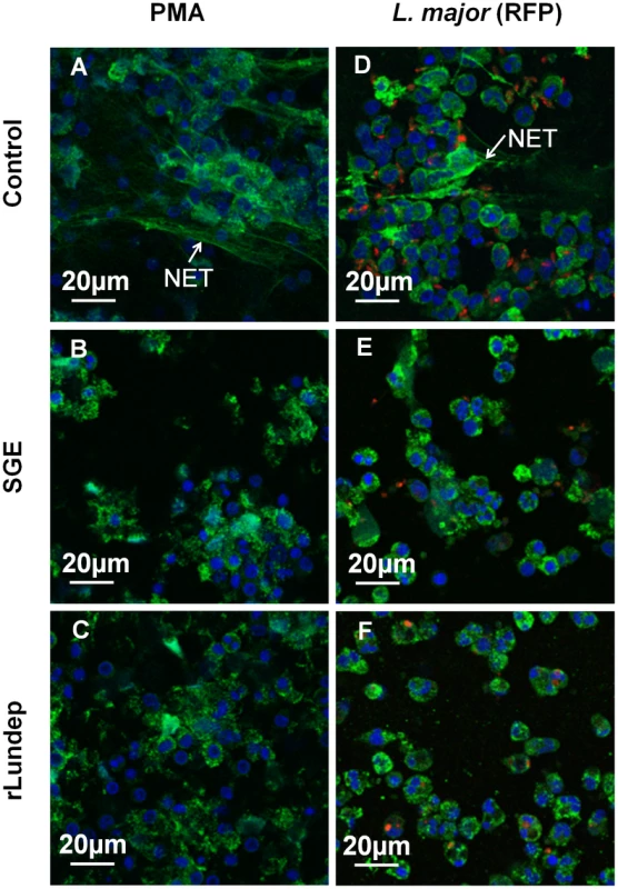 Disruption of NETs by recombinant Lundep (rLundep) and <i>Lutzomyia longipalpis</i> salivary gland extract (SGE).