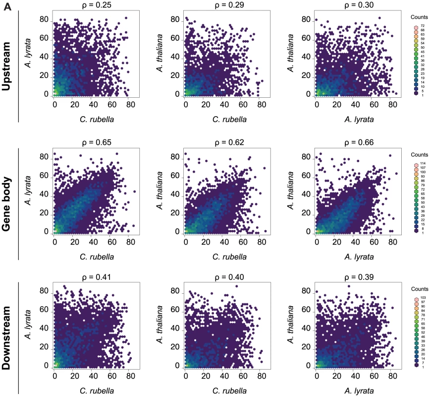 Methylation rates at orthologs.