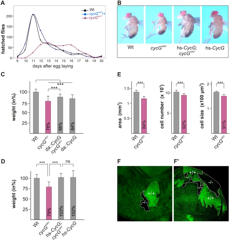 Growth and weight deficits in <i>cycG</i><sup><i>HR7</i></sup> mutant animals.