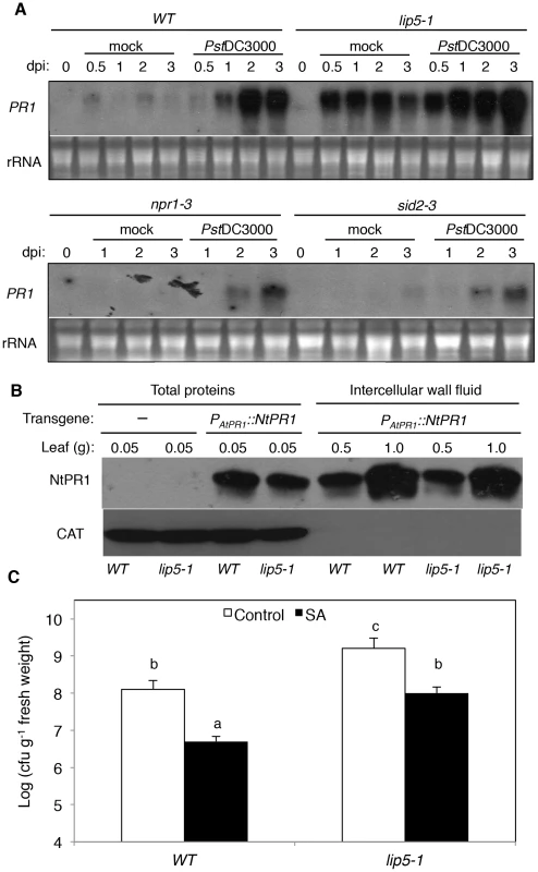 SA-mediated defense responses.