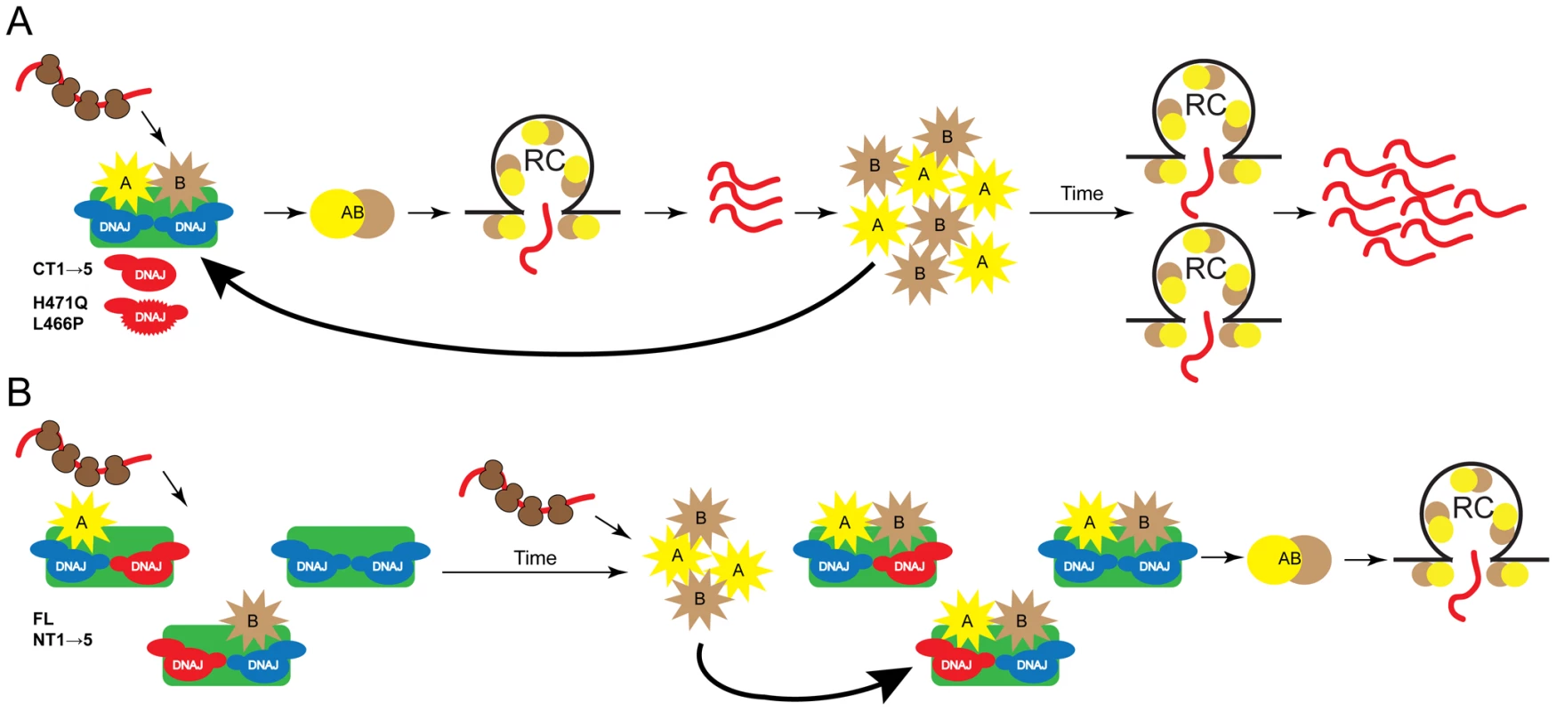 Proposed model of DNAJC14 function.