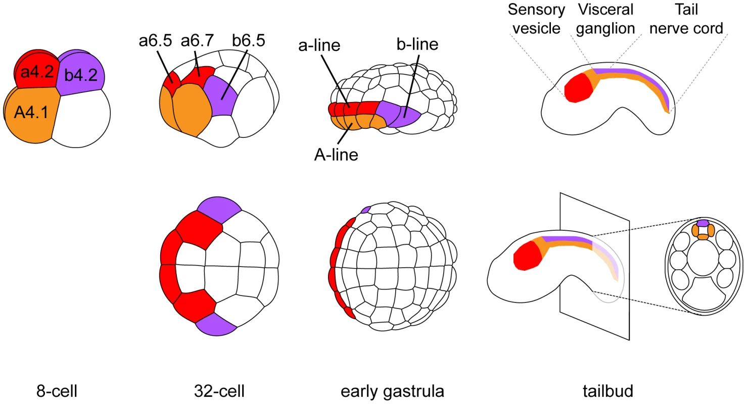 Cell lineages of the ascidian central nervous system.