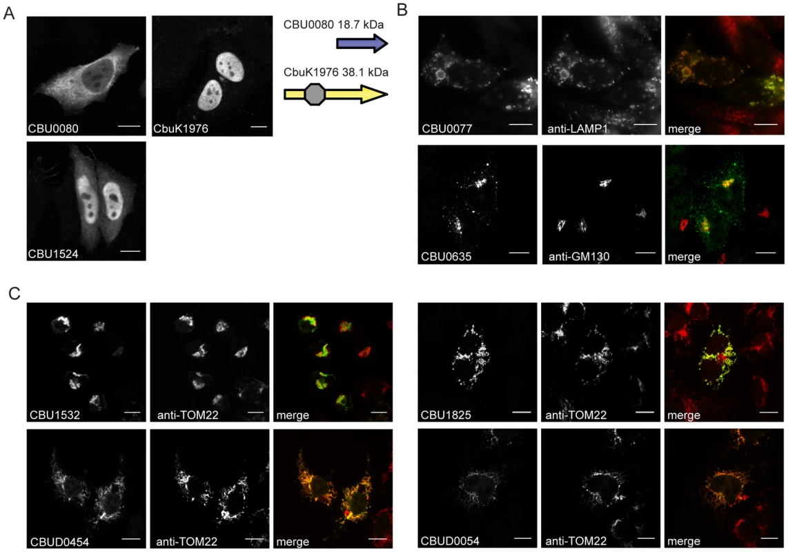 Effectors of <i>C. burnetii</i> show differential localization patterns when expressed in mammalian HeLa 229 cells.