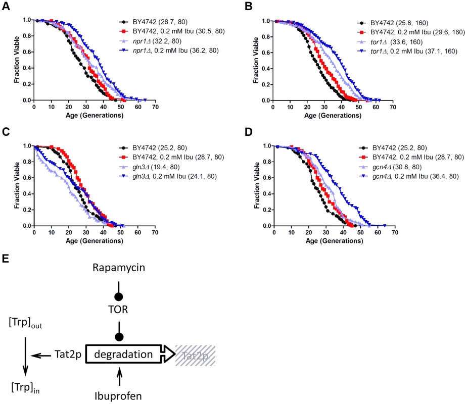 Ibuprofen extends RLS of TOR pathway mutants.