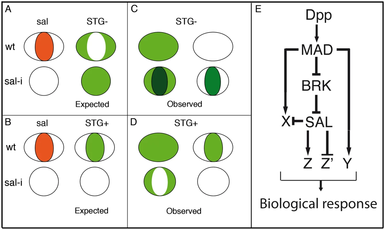Gene regulatory network triggered by Dpp.