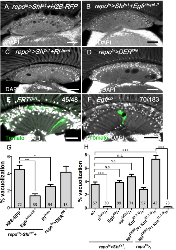 EGFR is required and sufficient in the lamina glia to maintain glia integrity.