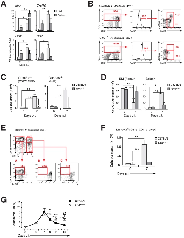 Extramedullary myelopoiesis in malaria is established by mobilizing CCR2<sup>+</sup> myeloid-restricted BM progenitors.