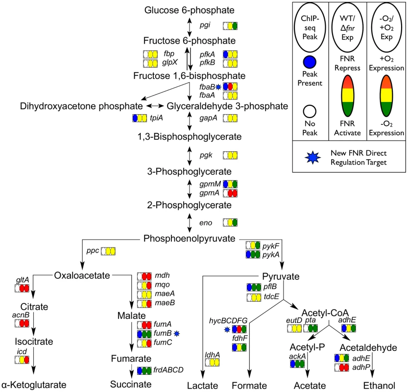Glycolysis and mixed acid fermentation pathway overlaid with FNR and O<sub>2</sub> regulation.