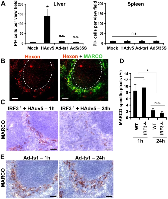 MARCO<sup>+</sup> cells are eliminated from the splenic MZ through an IRF3-mediated necrosis-independent pathway.