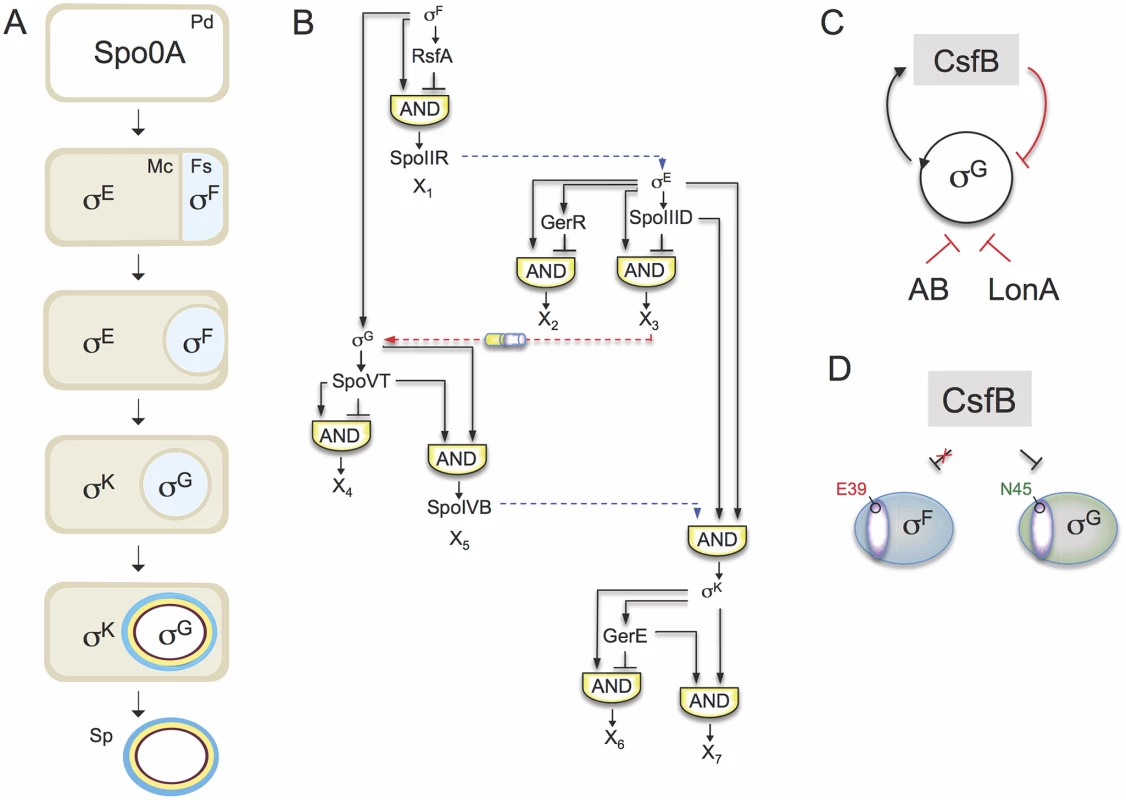 The sporulation network and the action of CsfB on σ<sup>G</sup>.